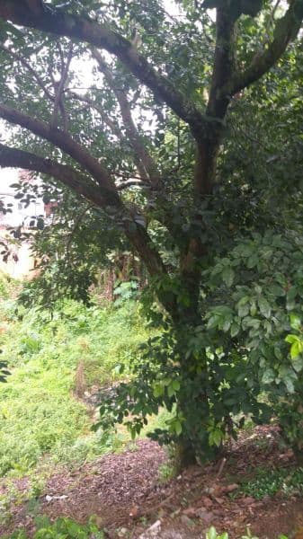 Terreno no São Lucas